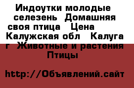Индоутки молодые, селезень. Домашняя своя птица › Цена ­ 850 - Калужская обл., Калуга г. Животные и растения » Птицы   